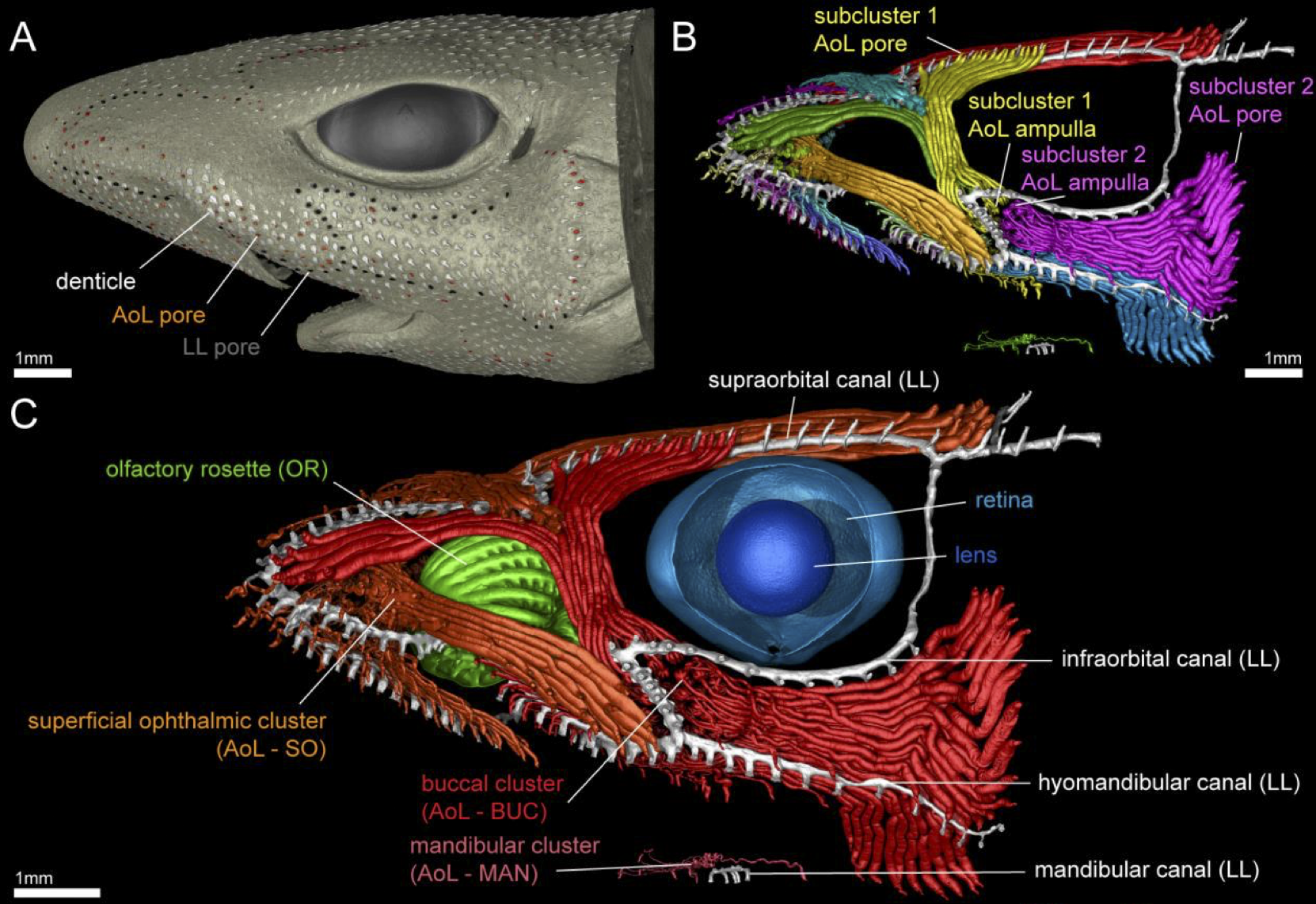 Catshark Sensory Organs