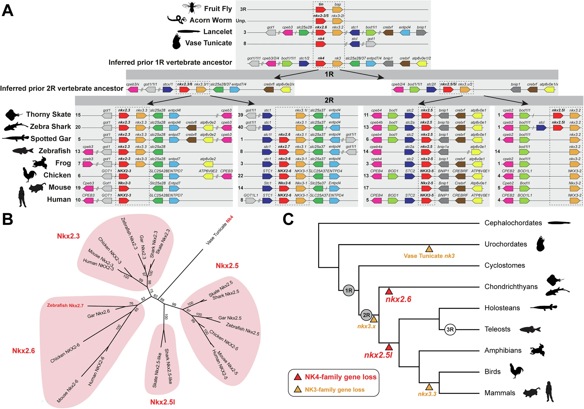 Synteny analysis of NK3 family genes