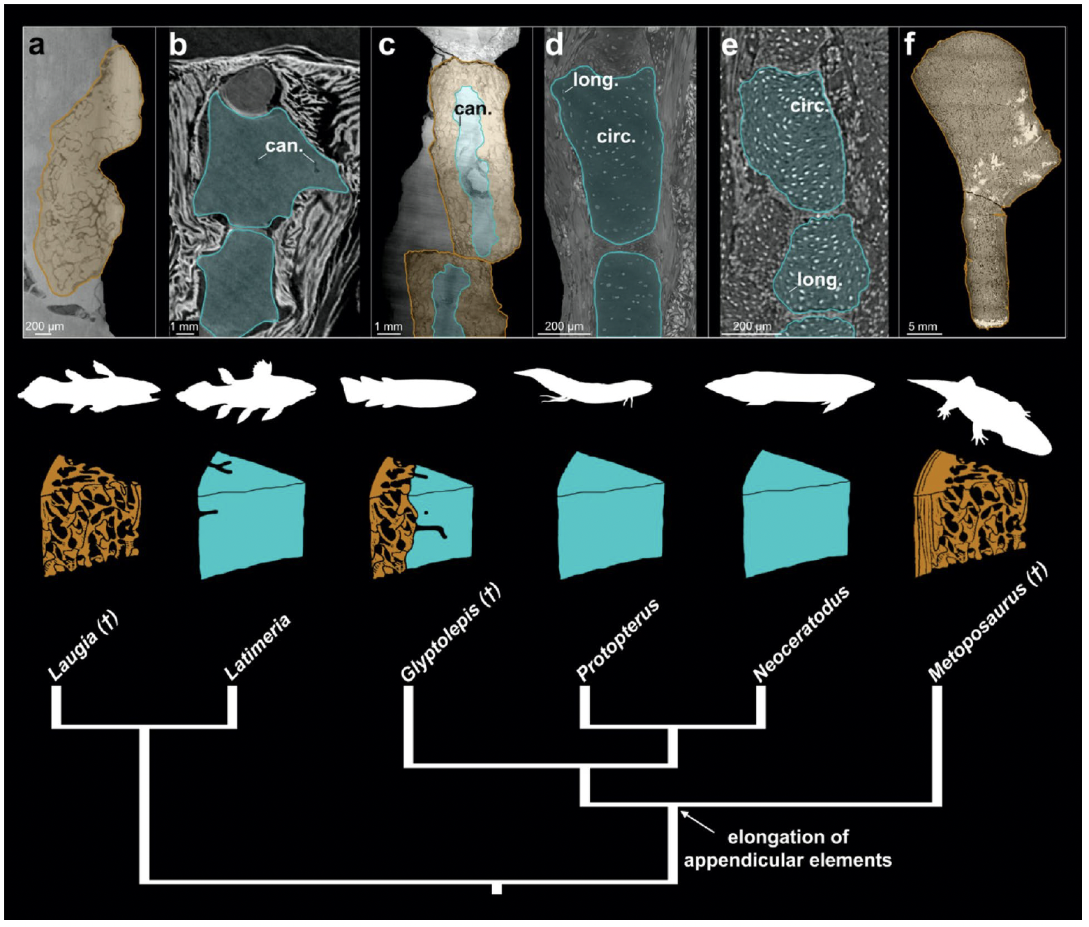 Ossification of the pectoral fin of Glyptolepis groenlandica: implications for the evolution of the lungfish appendicular skeleton