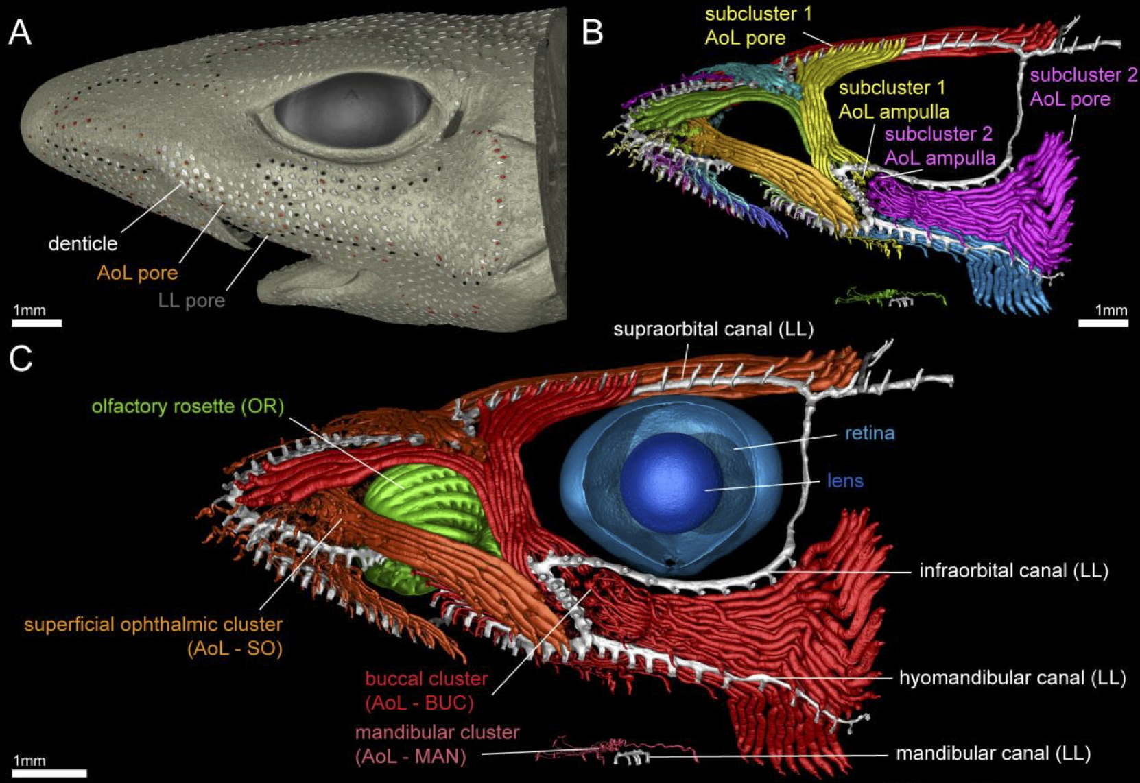 The sensory shark: high-quality morphological, genomic and transcriptomic data for the small-spotted catshark Scyliorhinus canicula reveal the molecular bases of sensory organ evolution in jawed vertebrates