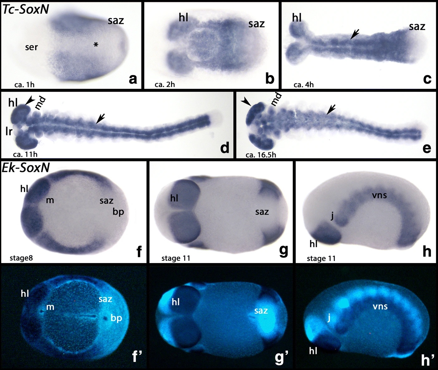 Embryonic expression patterns and phylogenetic analysis of panarthropod sox genes: Insight into nervous system development, segmentation and gonadogenesis