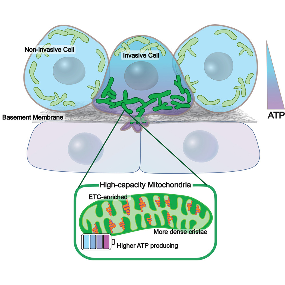 Specialized high-capacity mitochondria fuel cell invasion
