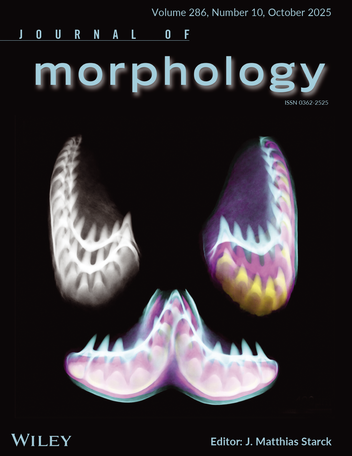 Investigating the Morphogenesis and Replacement of Lamprey Toothlets Using Synchrotron Imaging