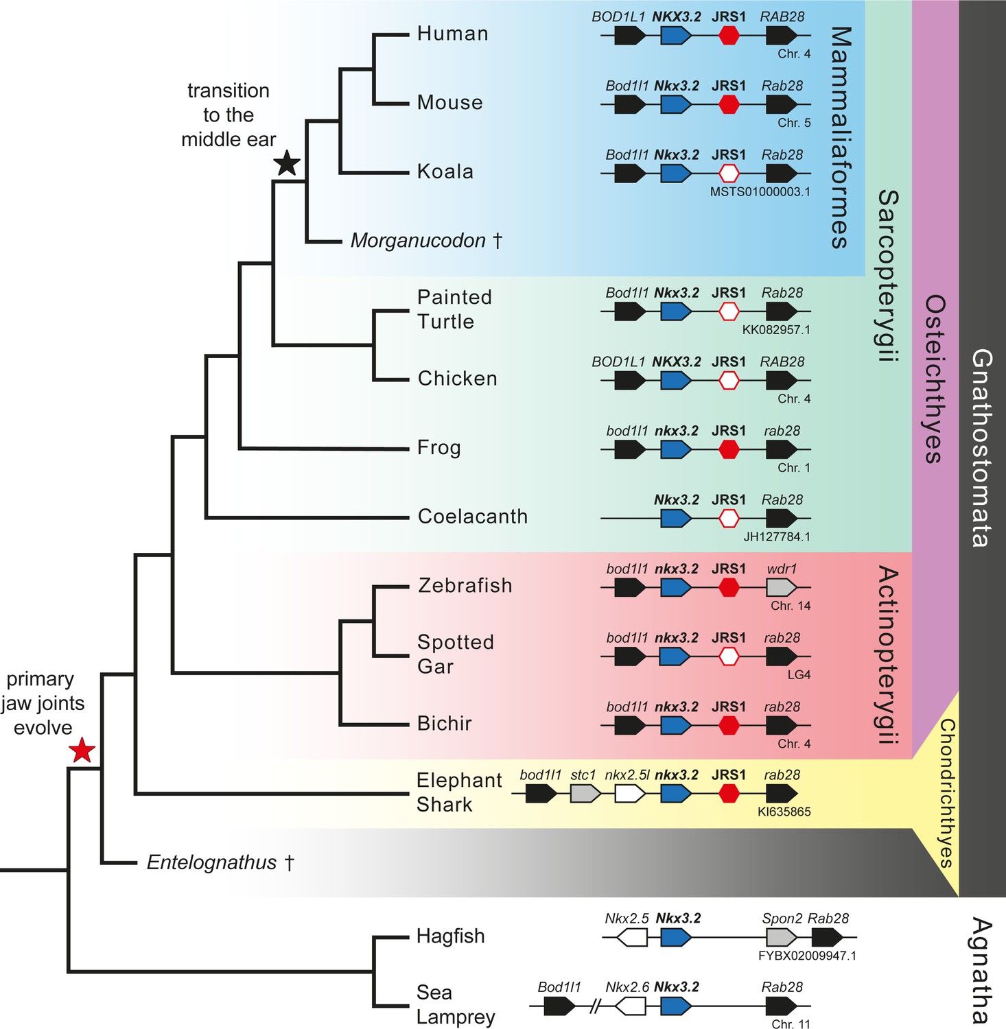 A novel cis-regulatory element drives early expression of Nkx3.2 in the gnathostome primary jaw joint