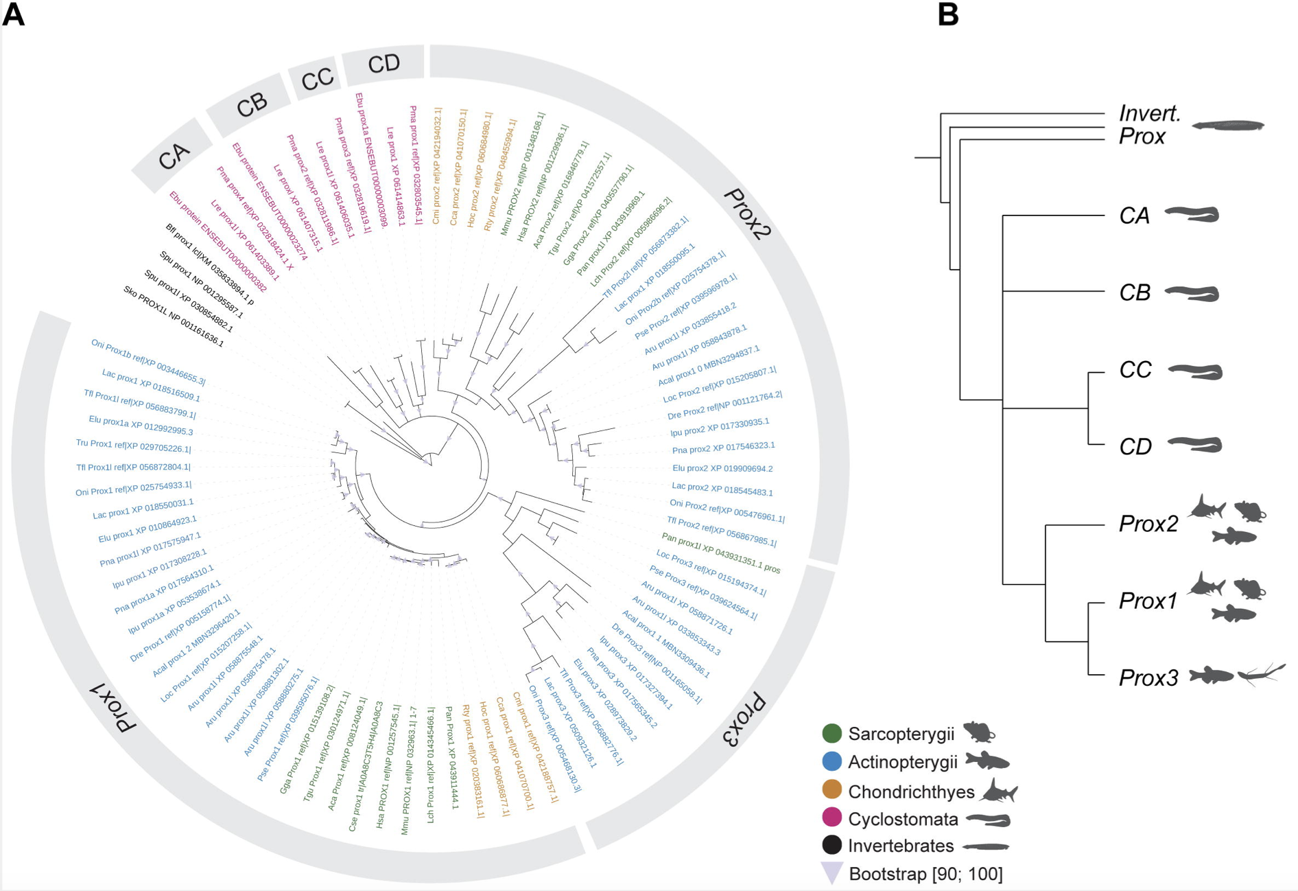 Reconstruction of the Prox gene family evolution in vertebrates reveals multiple lineage-specific gene losses