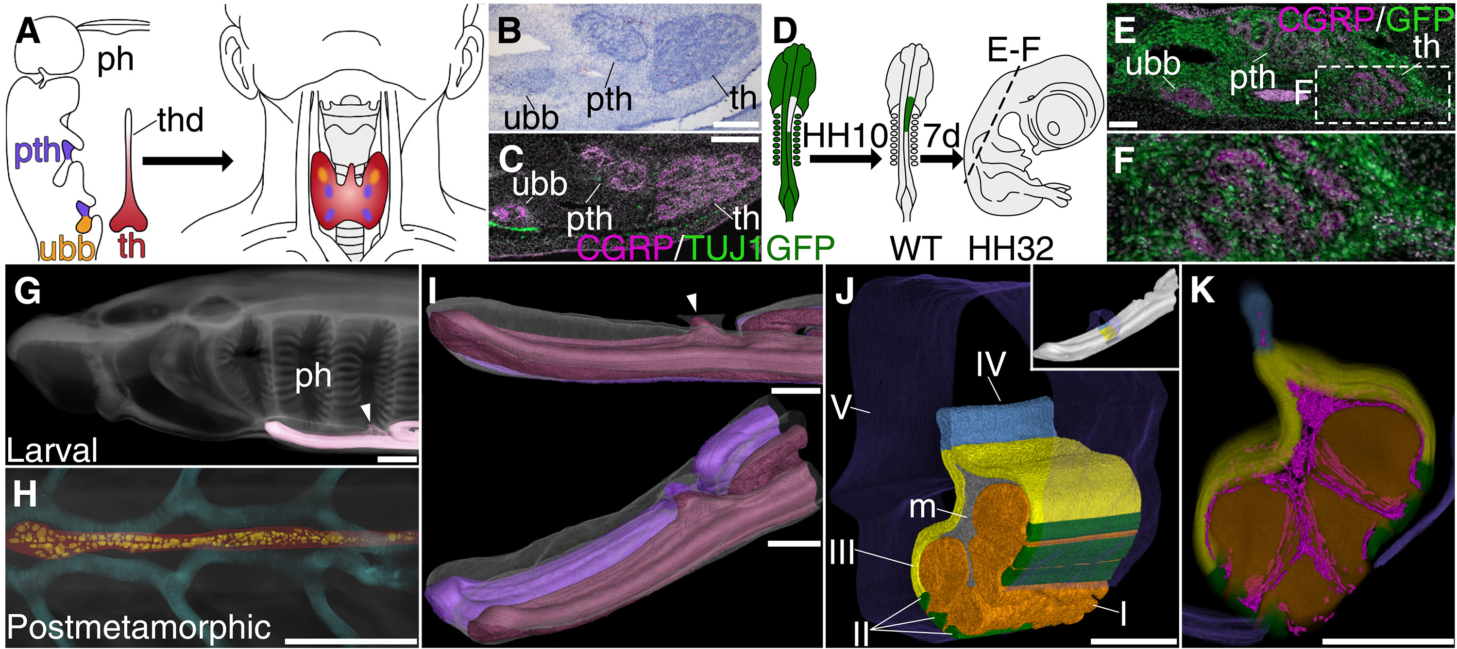 Acquisition of neural crest promoted thyroid evolution from chordate endostyle