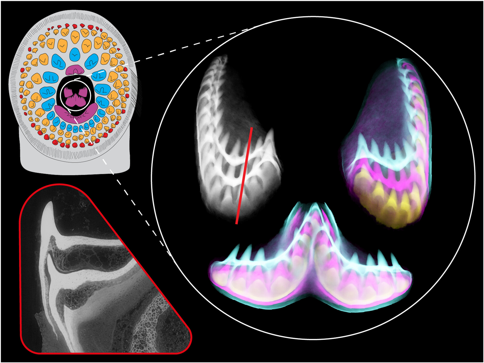 Investigating the Morphogenesis and Replacement of Lamprey Toothlets Using Synchrotron Imaging